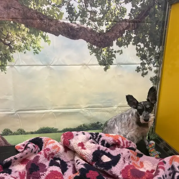Comfortable overnight dog boarding suite